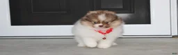 Pomeranian dogs for sale: Bentley AKC - Ad 16