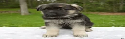 German Shepherd dogs for sale: Lily - Ad 4