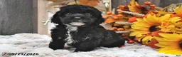 Shihpoo dogs for sale: Maggie - Ad 2