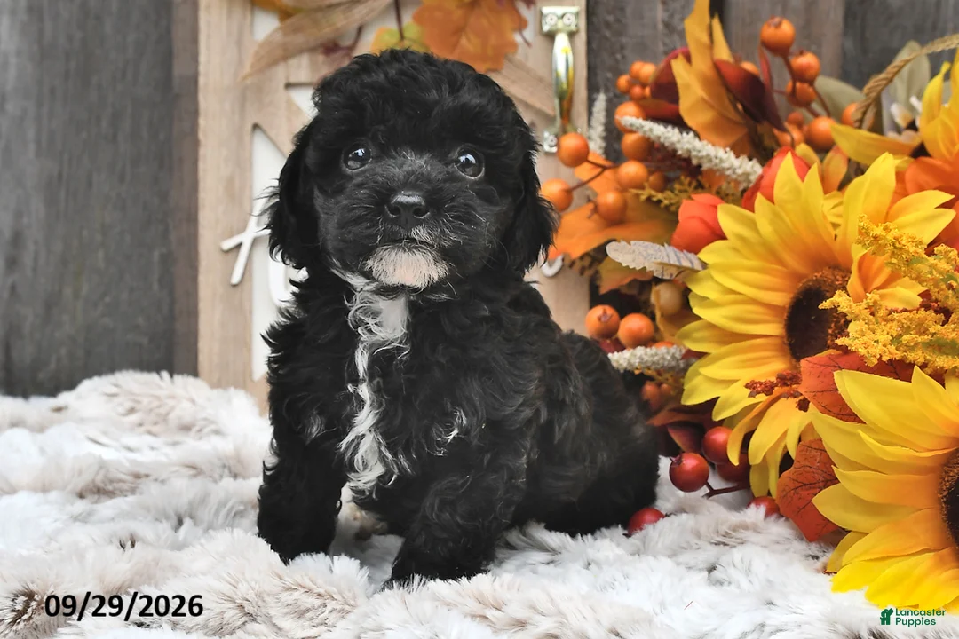 Shihpoo dogs for sale: Maggie - Ad 2