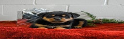 Rottweiler dogs for sale: Gracie - Ad 4