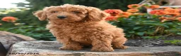 Mini Goldendoodle dogs for sale: Lester - Ad 4