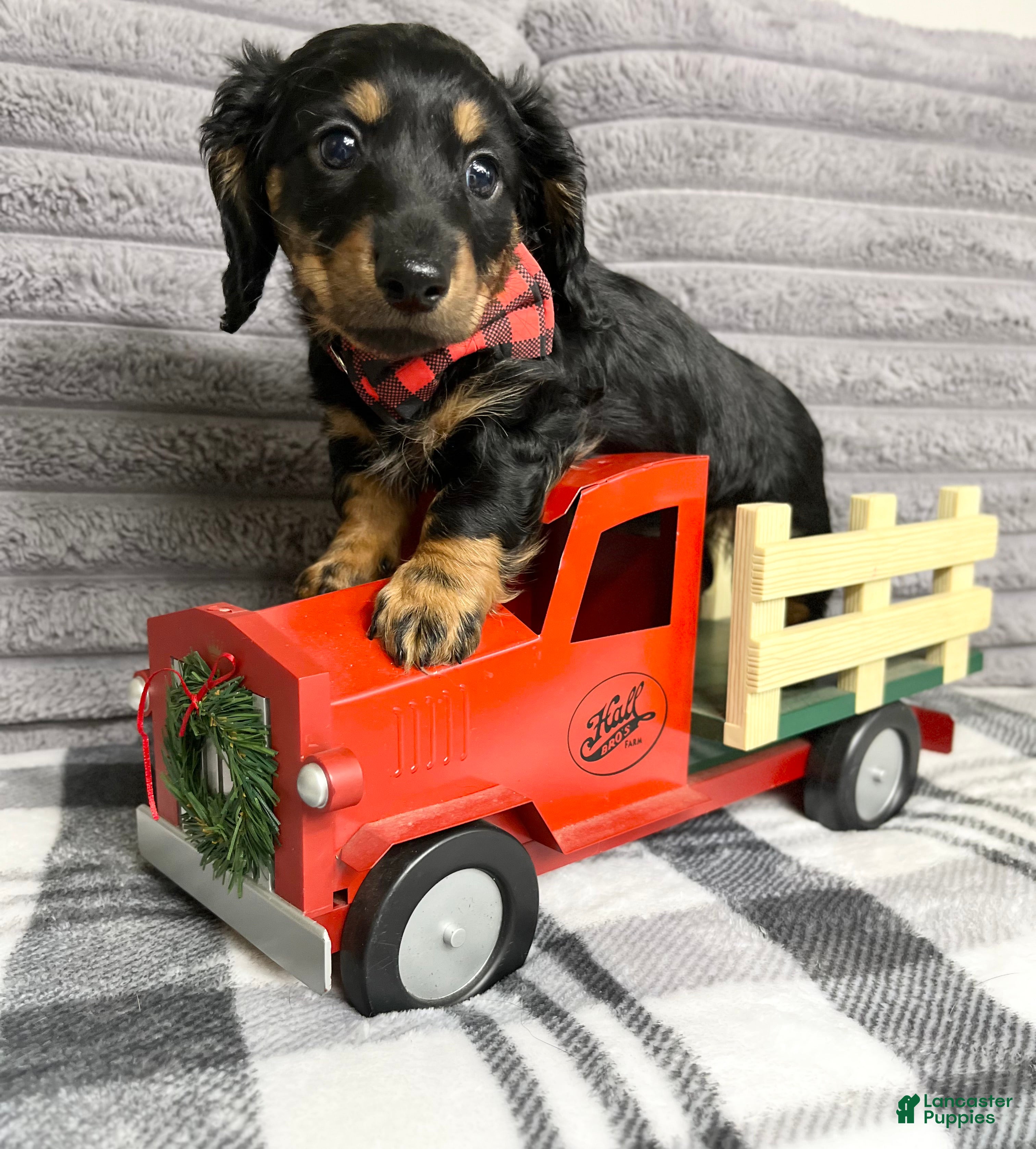 Dachshund dogs Little Bentley - Ad 42