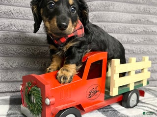 Dachshund dogs Little Bentley - Ad 42