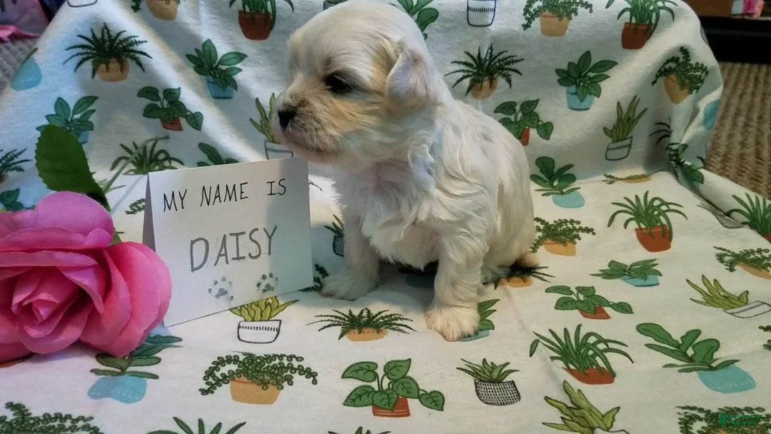 Maltipoo dogs for sale: Daisy - Ad 14
