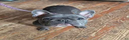 French Bulldog dogs for sale: Dulce - Ad 6