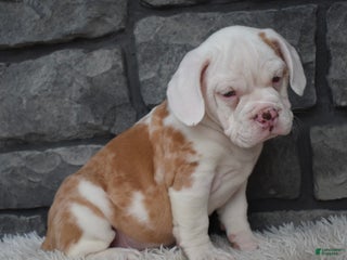 Mixed Breed dogs - Ad 7