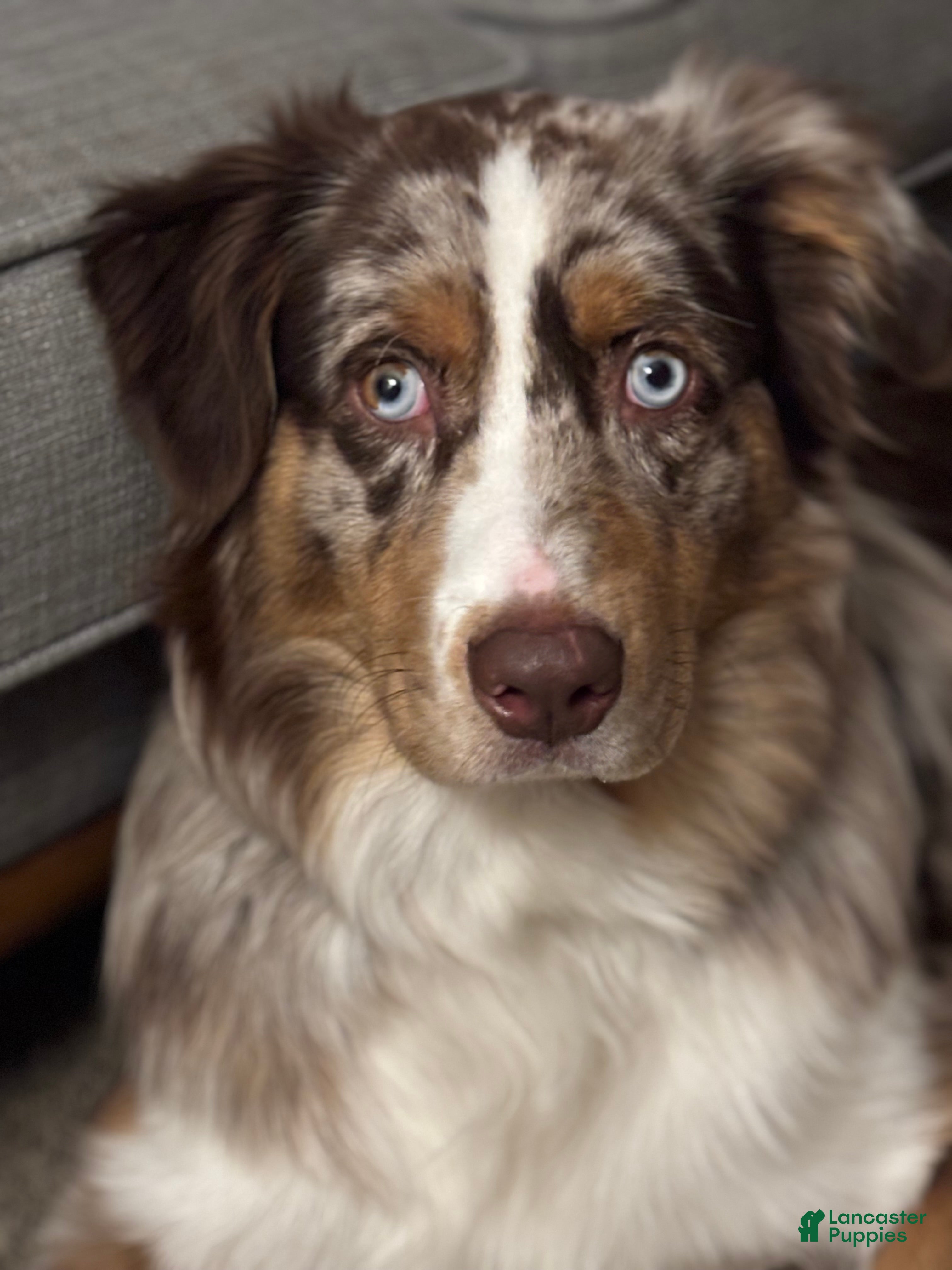 Australian Shepherd dogs Australian Shepherd 1 puppies - Ad 1