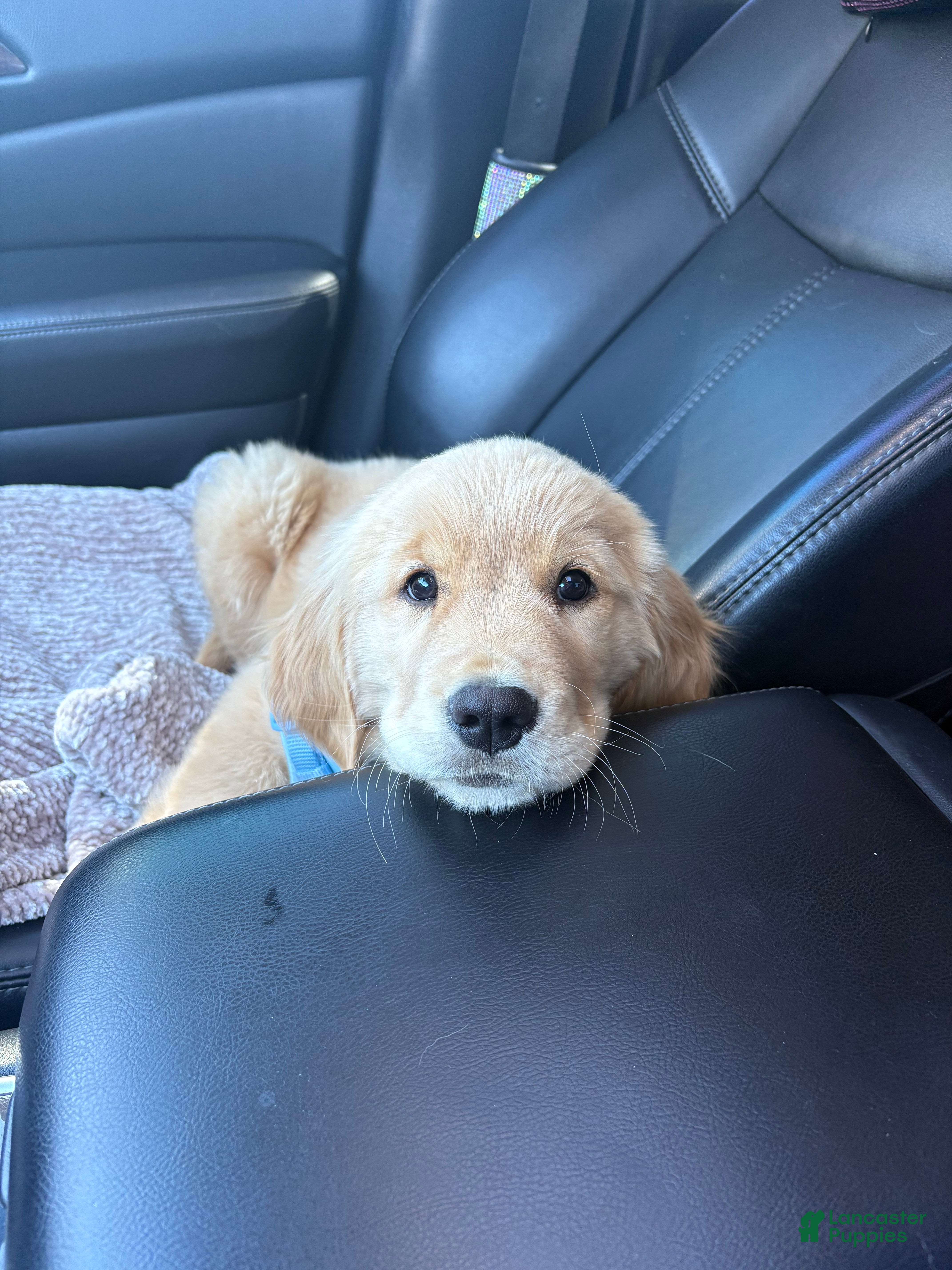 Golden Retriever dogs Golden Retriever Puppy 1 - Ad 8