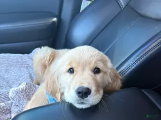 Golden Retriever dogs Golden Retriever Puppy 1 - Ad 5