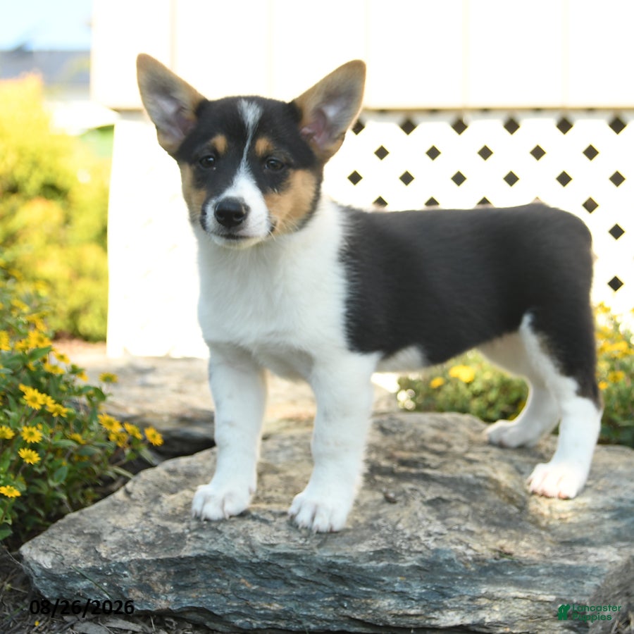 Welsh Corgi Pembroke dogs Chloe - Ad 2