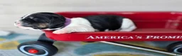 English Springer Spaniel dogs for sale: Zuma - Ad 7