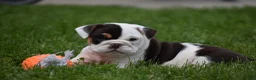 Beabull dogs for sale: Nova - Ad 13
