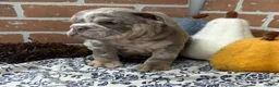 English Bulldog dogs for sale: Eric - Ad 7
