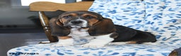 Basset Hound dogs for sale: Denver - Ad 3