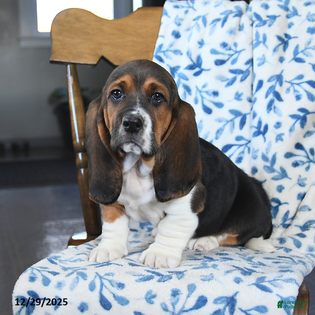 Basset Hound dogs for sale: Denver - Ad 3
