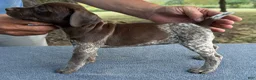 German Shorthaired Pointer dogs for sale: Girl 2 - Ad 3