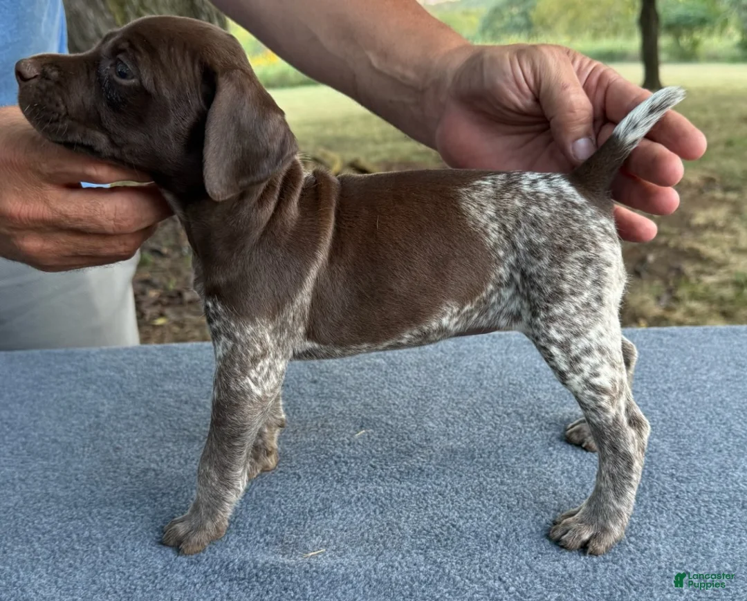 German Shorthaired Pointer dogs for sale: Girl 2 - Ad 3