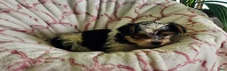 Yorkshire Terrier dogs for sale: Twinkle  - Ad 9