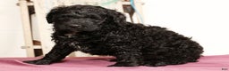 Labradoodle dogs for sale: Grady - Ad 4