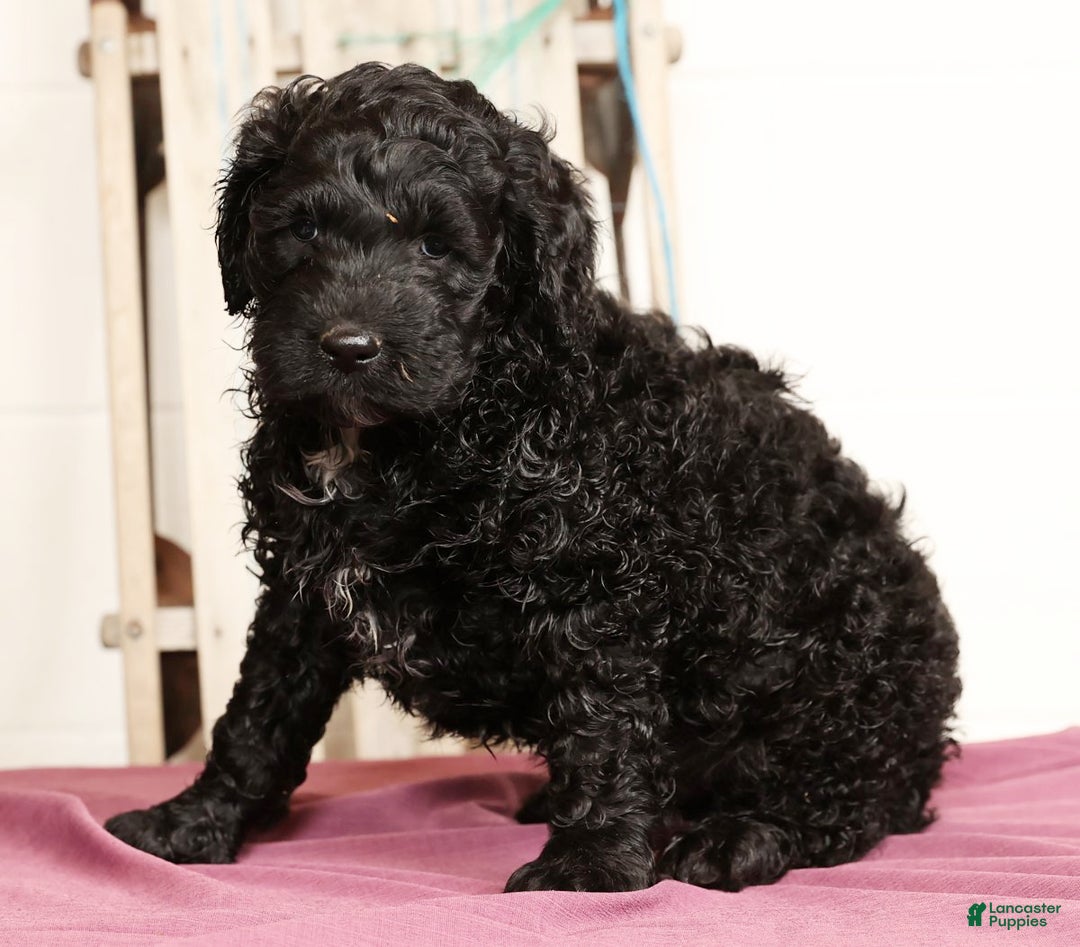 Labradoodle dogs for sale: Grady - Ad 4