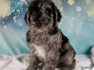 Schnoodle dogs Benson - Ad 6