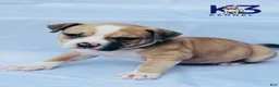 American Bully dogs for sale: American Bully Puppy 2 - Ad 1