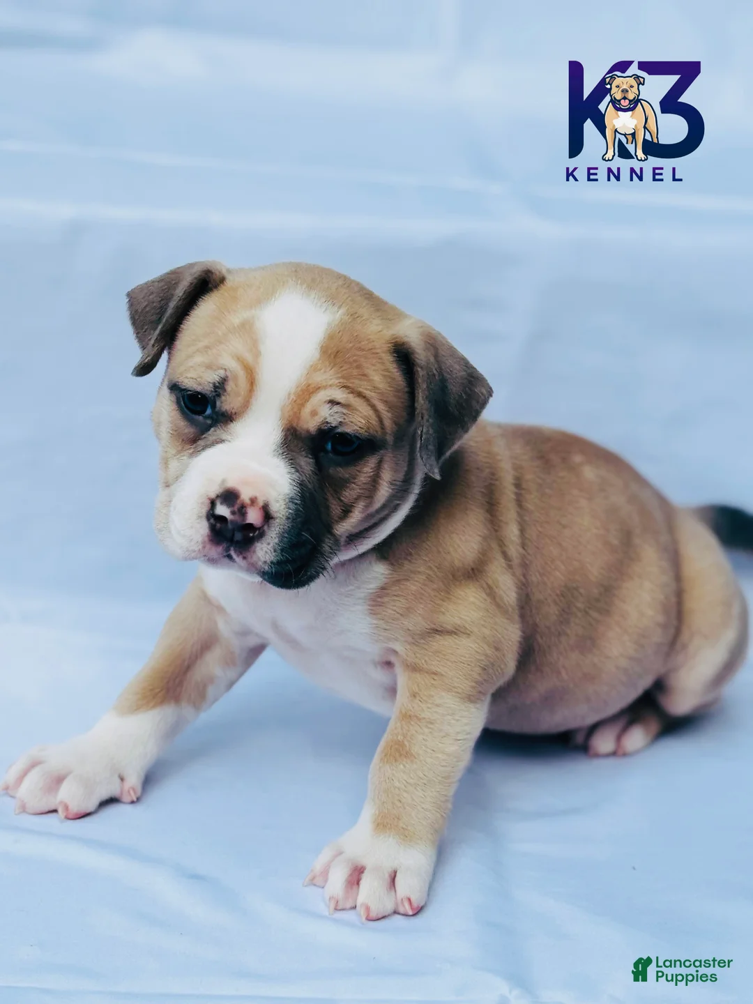 American Bully dogs for sale: American Bully Puppy 2 - Ad 1