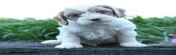 Cockapoo dogs for sale: Oscar - Ad 2