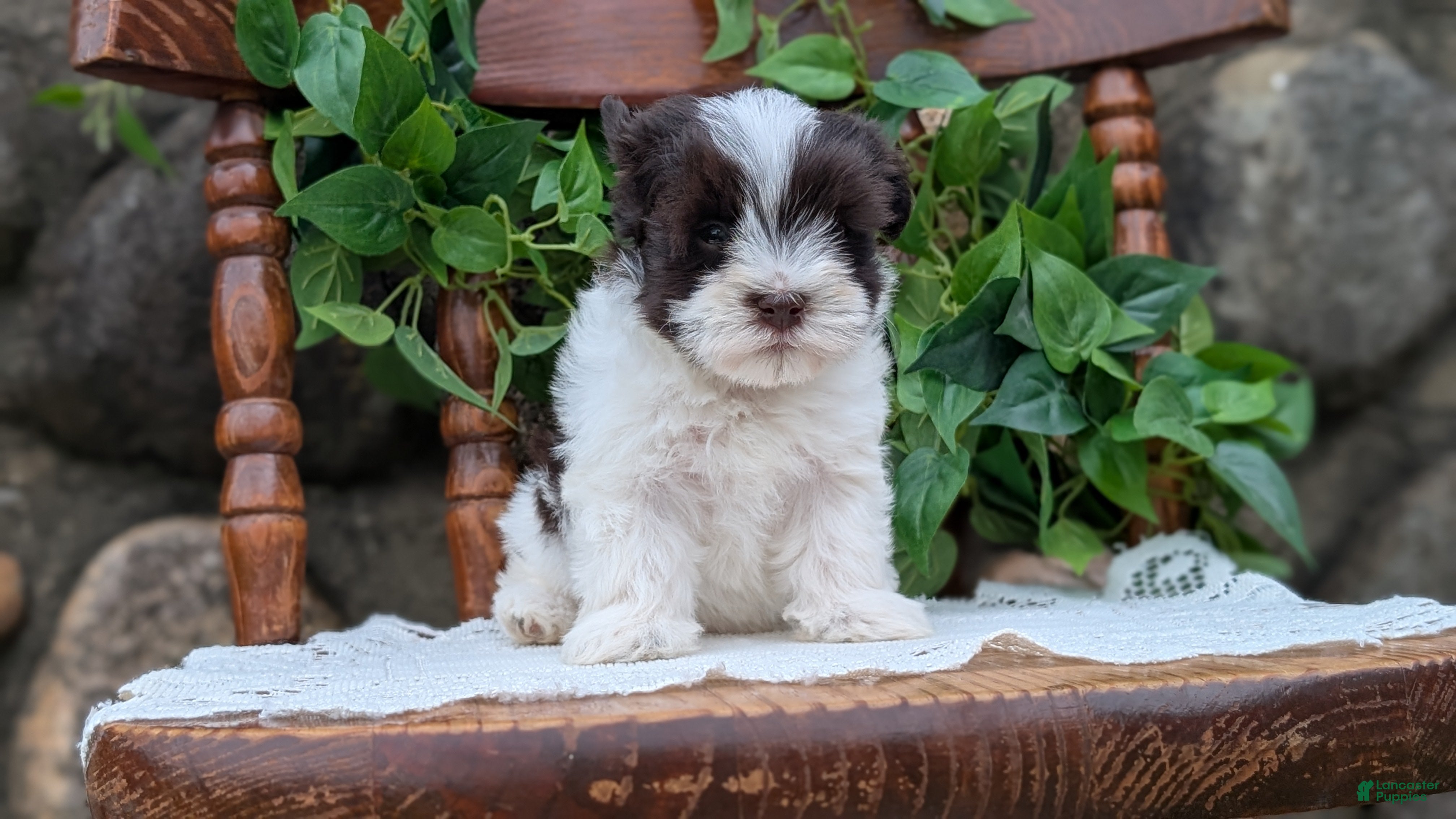Havanese dogs Nala - Ad 2