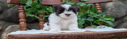 Havanese dogs for sale: Nala - Ad 2