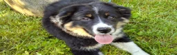 Mixed Breed dogs for sale: Skip - Ad 4