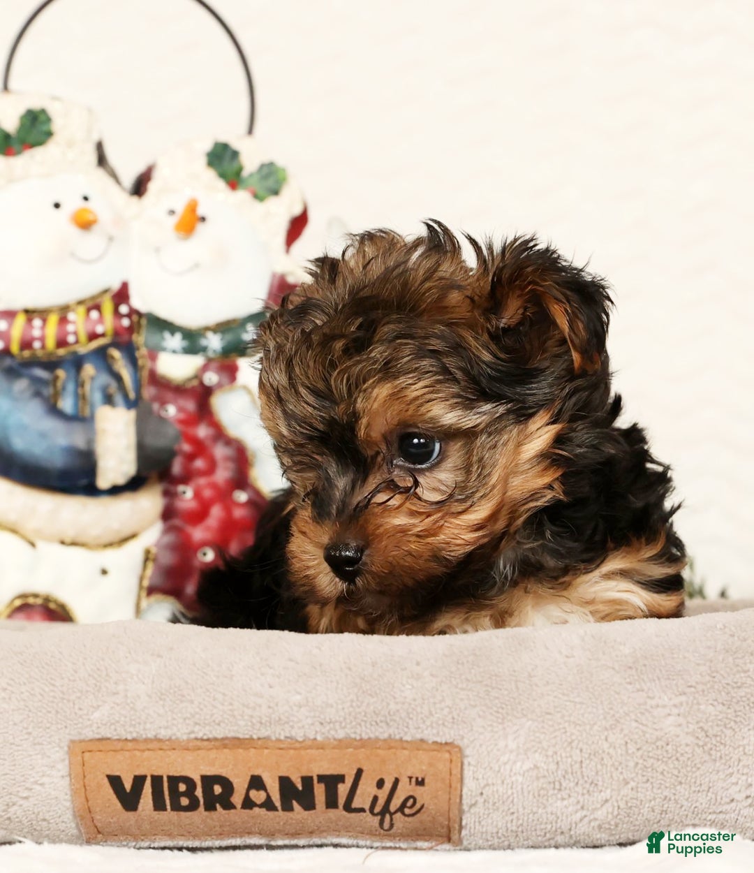 Yorkiepoo dogs for sale: Troy  2.5lbs - Ad 8