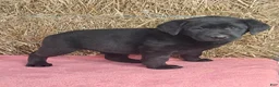 Labrador Retriever dogs for sale: Stacey - Ad 4
