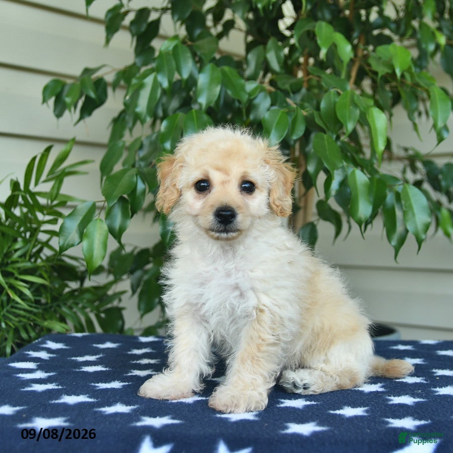 Bichpoo dogs Zachary  - Ad 2
