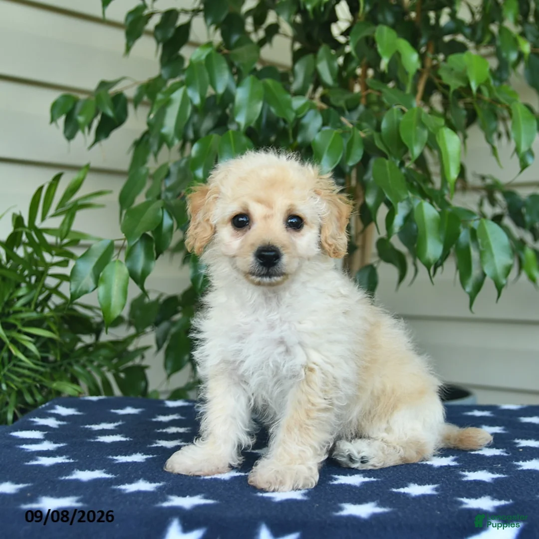 Bichpoo dogs for sale: Zachary  - Ad 2