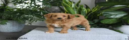 Mini Goldendoodle dogs for sale: Bonnie - Ad 1