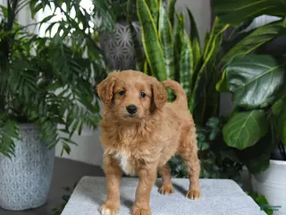 Mini Goldendoodle dogs for sale: Bonnie - Ad 3