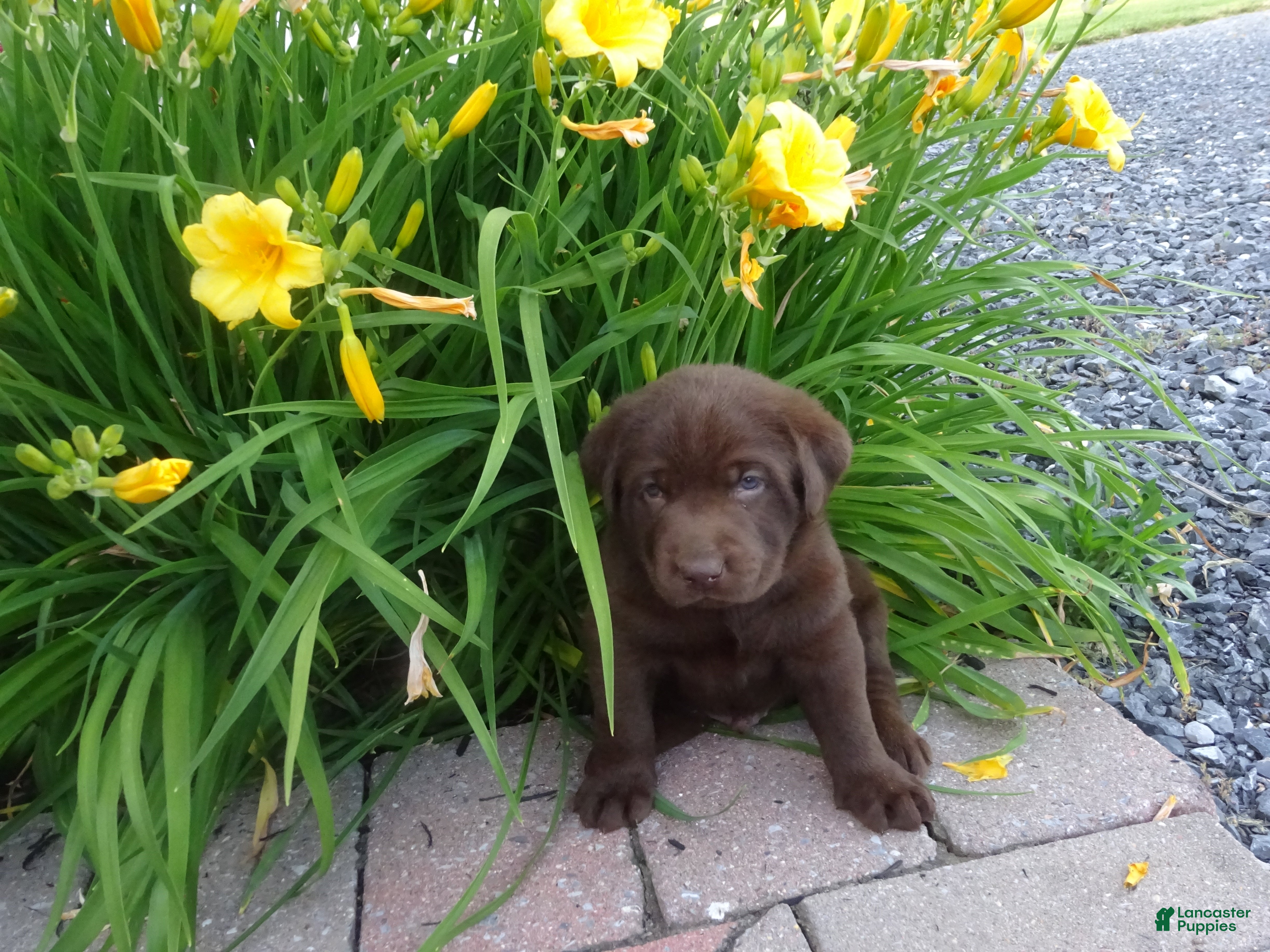 Labrador Retriever dogs Carmel - Ad 1