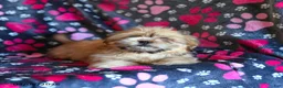 Shih Tzu dogs for sale: Zachary - Ad 9