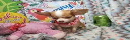 Chihuahua dogs for sale: Sammanta [Long-Haired T-Cup] - Ad 4