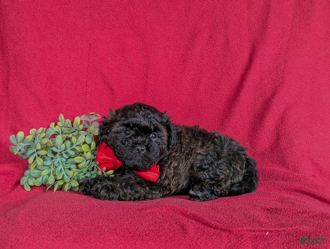 Shihpoo dogs for sale: Collin - Ad 6