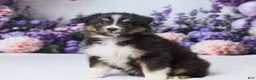 Australian Shepherd dogs for sale: Theo - Ad 4