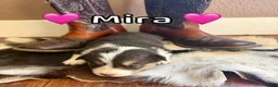 Welsh Corgi Pembroke dogs for sale: Rumi - Ad 4