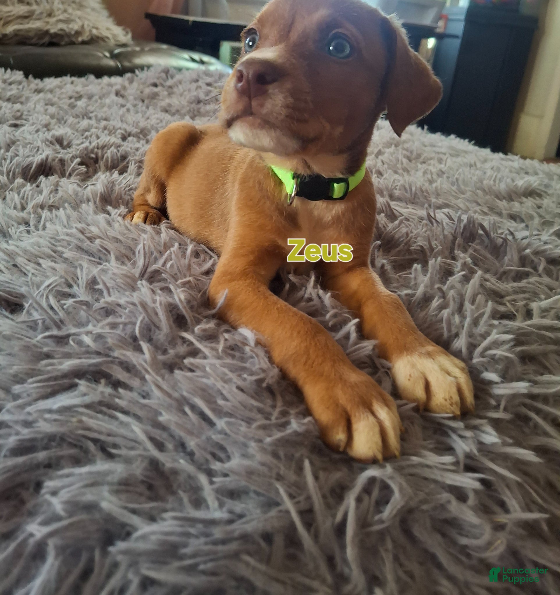 Mixed Breed dogs for sale: Mixed Breed Puppy 7 - Ad 1