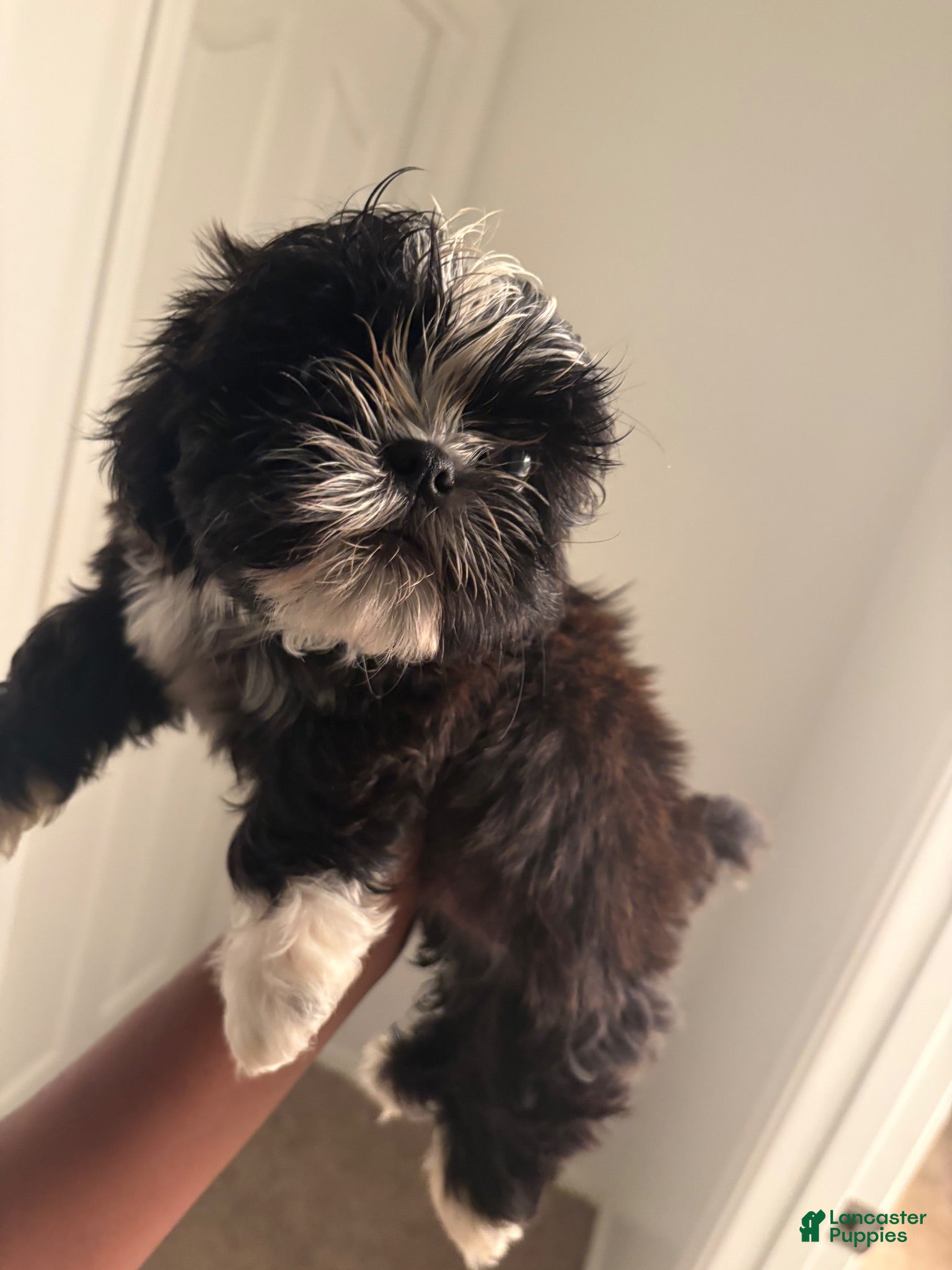 Shih Tzu dogs Smokey - Ad 21
