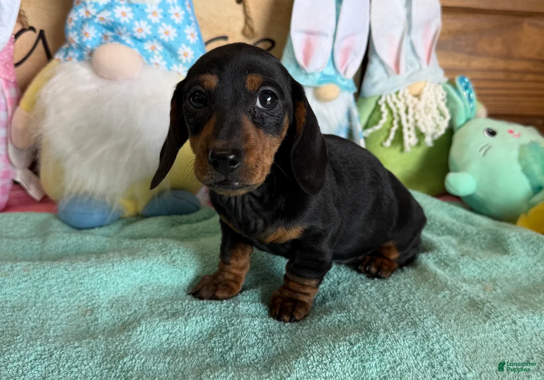 Miniature Dachshund dogs for sale: Zipper - Ad 2