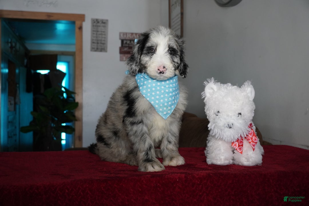 Sheepadoodle dogs for sale: Blaze - Ad 4