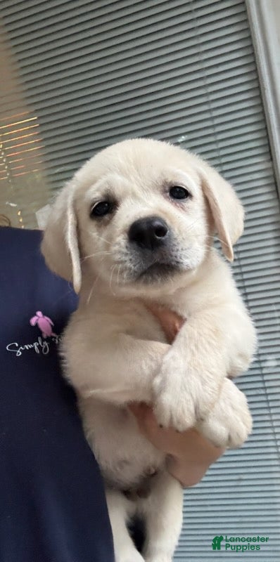 Labrador Retriever dogs Blake_Male - Ad 2