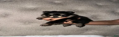 Pomeranian 3
